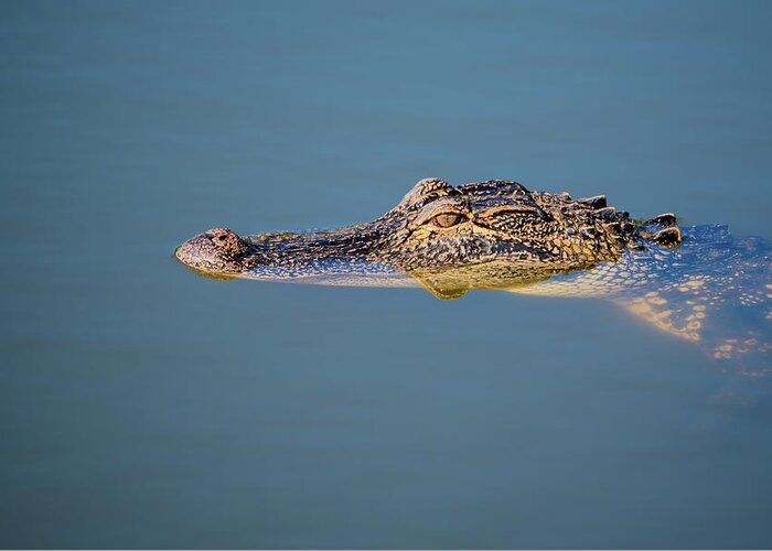 Alligator Greeting Card featuring the photograph Juvenile Alligator Head in Blue Water by Artful Imagery
