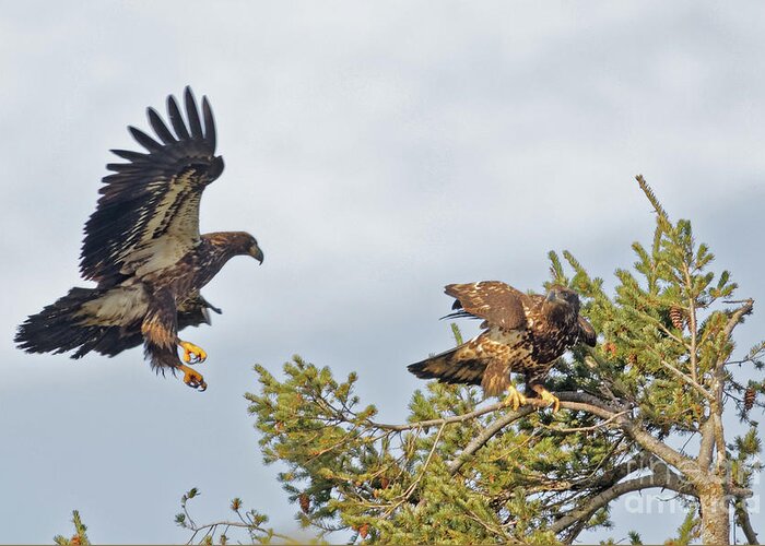 American Bald Eagle Greeting Card featuring the photograph Juvenile Bald Eagles High in the Pines by Natural Focal Point Photography