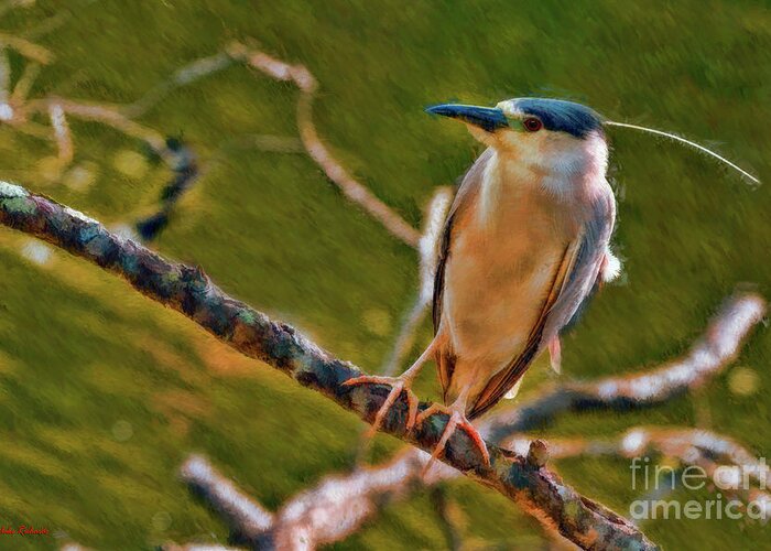Birds Greeting Card featuring the photograph Juvenile Black-Crowned Night Heron On Look Out by Blake Richards