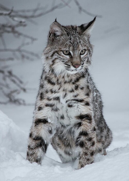 Animal Greeting Card featuring the photograph Juvenile Bobcat in the Snow by Teresa Wilson