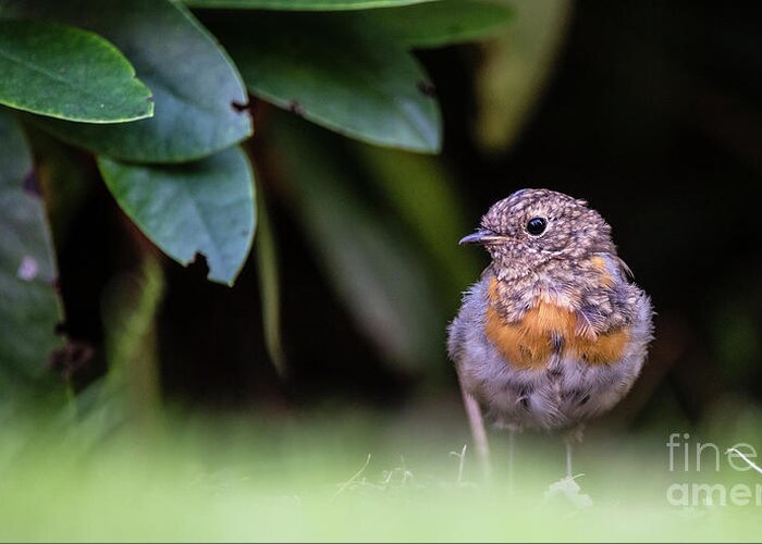 Robin Greeting Card featuring the photograph Juvenile Robin by Torbjorn Swenelius