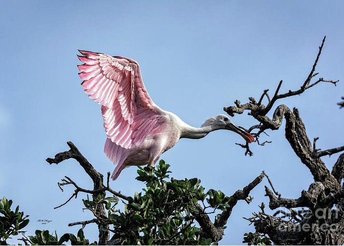 Roseate Greeting Card featuring the photograph Juvenile Roseate Spoonbill Readying Its Wings by DB Hayes