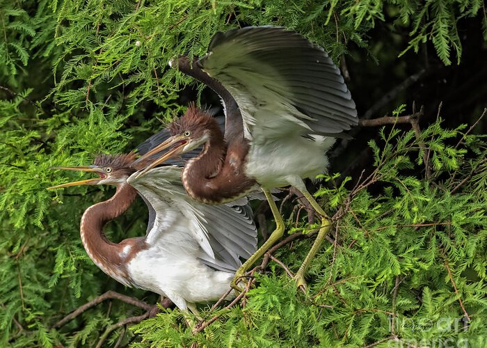 Herons Greeting Card featuring the photograph Juvenile Tricolored Heron Siblings by DB Hayes