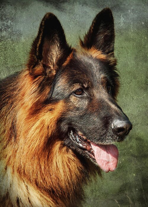 Jenny Rainbow Fine Art Photography Greeting Card featuring the photograph K 9. Long Haired German Shepherd by Jenny Rainbow