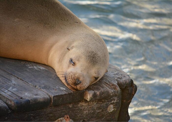 Sea Lion Greeting Card featuring the photograph K-Dock by Carolyn Mickulas