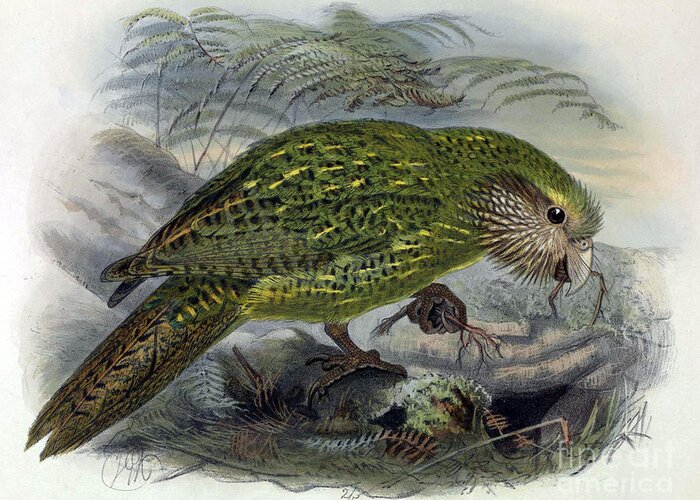 Kakapo Greeting Card featuring the photograph Kakapo, Endangered Species by Biodiversity Heritage Library