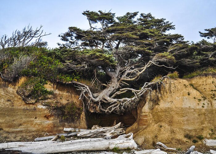 Lone Greeting Card featuring the photograph Kalaloch Hanging Tree by Pelo Blanco Photo