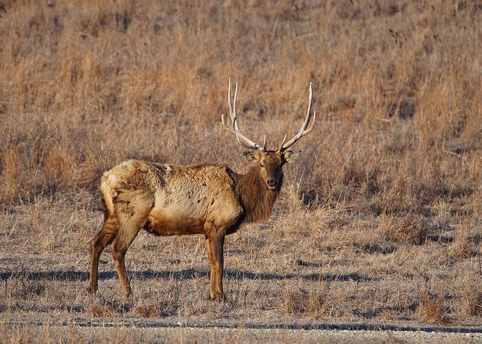 Elk Greeting Card featuring the photograph Kansas Elk by Alan Hutchins