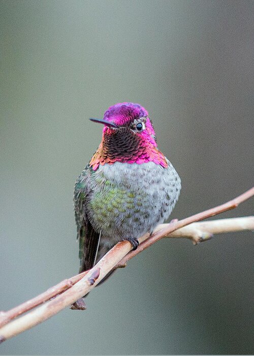 Nature Photography Greeting Card featuring the photograph Karisa's Hummingbird.1 by E Faithe Lester