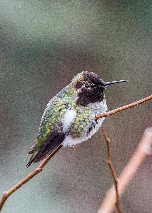 Nature Photography Greeting Card featuring the photograph Karisa's Hummingbird.2 by E Faithe Lester