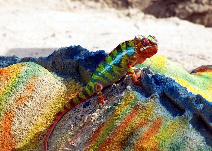 Beach Greeting Card featuring the photograph Karma Kameleon by Bruce Gannon