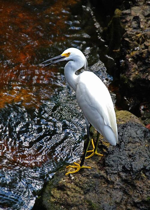 Snowy Egret Greeting Card featuring the photograph Katie's Buddy II by Michiale Schneider