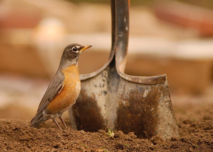 Robin Greeting Card featuring the photograph Keep Digging by Don Wolf