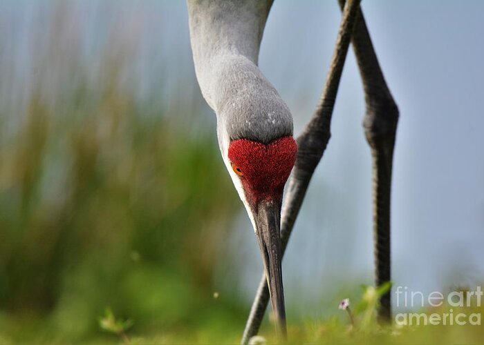 Sandhill Crane Greeting Card featuring the photograph Beauty and Grace by Julie Adair