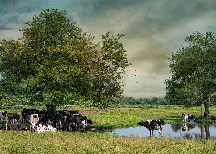 Cows Greeting Card featuring the photograph Keepin Cool by Robin-Lee Vieira
