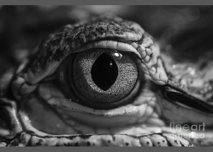 American Alligator Greeting Card featuring the photograph Keeping an Eye on You by Jim Corwin