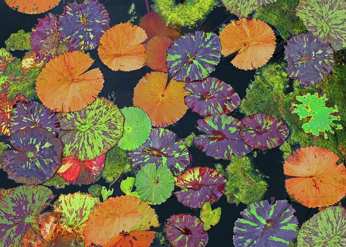 Kenilworth Aquatic Gardens Greeting Card featuring the photograph Happy Pads by Dana Sohr
