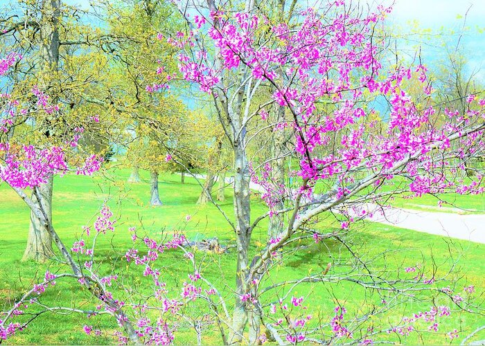 Red Bud Greeting Card featuring the photograph Kentucky spring by Merle Grenz