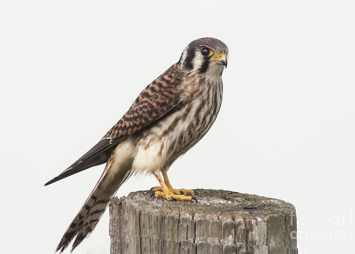 Animal Greeting Card featuring the photograph Kestrel Portrait by Robert Frederick
