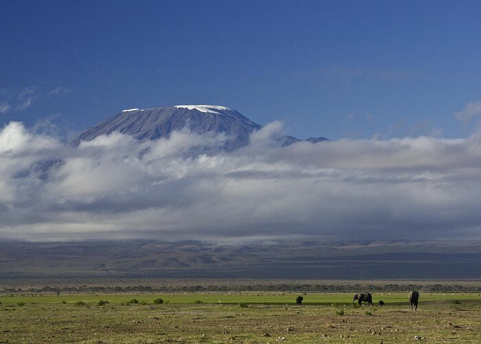 Africa Greeting Card featuring the photograph Kilimanjaro with Elephants by Michele Burgess