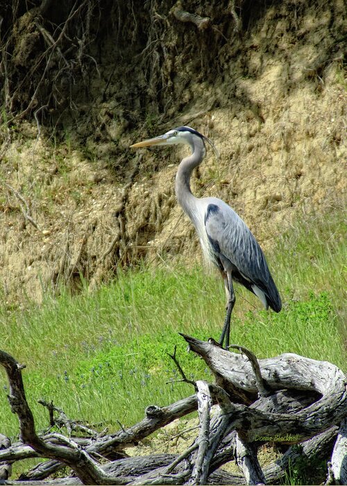 Heron Greeting Card featuring the photograph King Heron by Donna Blackhall