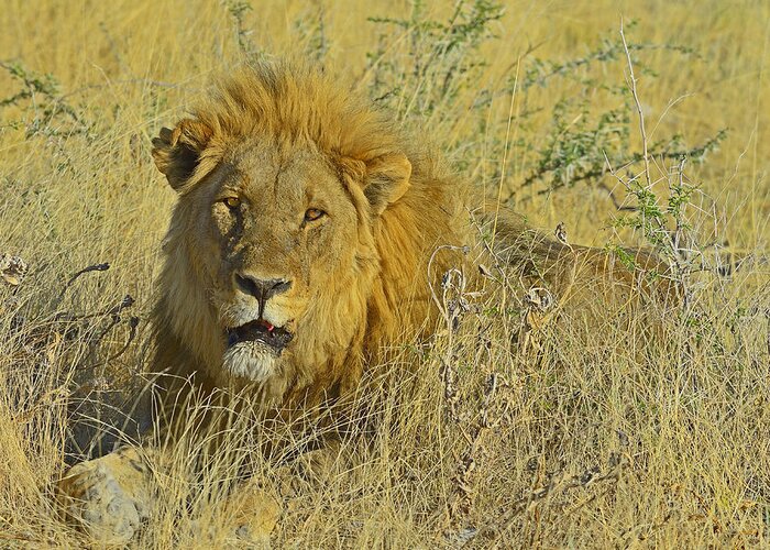 Lion Greeting Card featuring the photograph King Of Beasts by Tony Beck