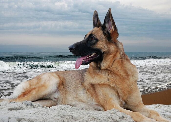 German Shepherd Dogs Greeting Card featuring the photograph King Of The Beach - German Shepherd Dog by Angie Tirado