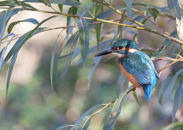 Kingfisher Greeting Card featuring the photograph Kingfisher In Willow by Pete Walkden