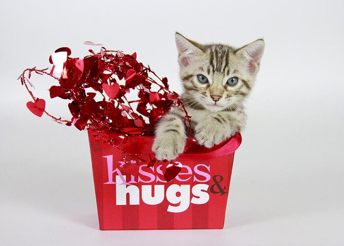 Bengal Greeting Card featuring the photograph Kisses and Hugs by Shoal Hollingsworth