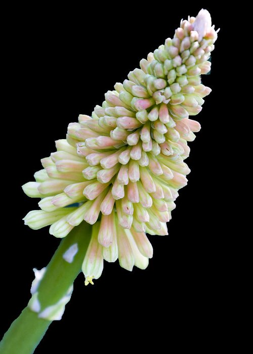 Red Hot Poker Greeting Card featuring the photograph Kniphofia Uvaria by Patricia Montgomery