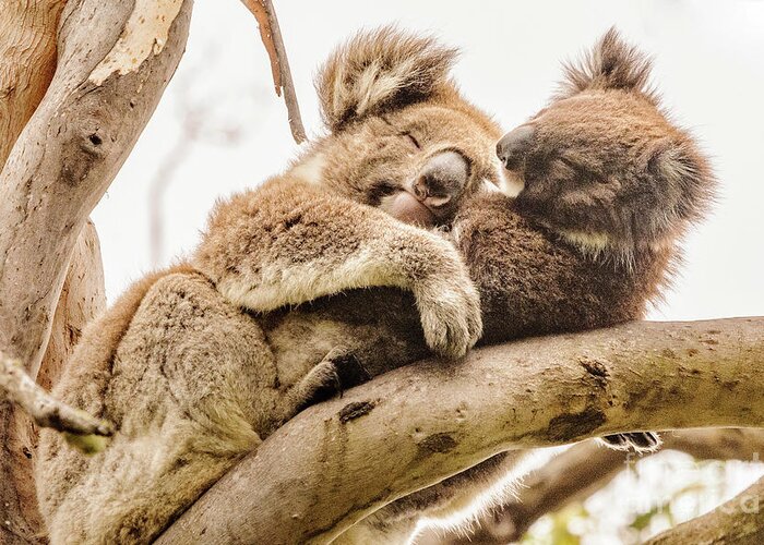 Koala Greeting Card featuring the photograph Koala 5 by Werner Padarin