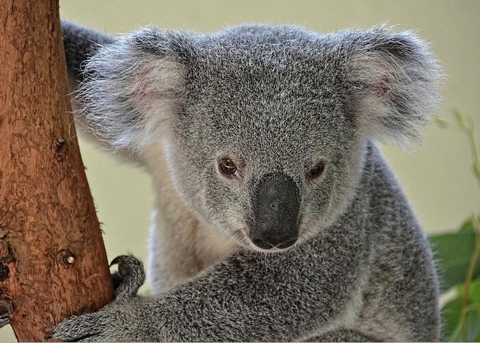 Koala Greeting Card featuring the photograph Koala Bear by Ronda Ryan