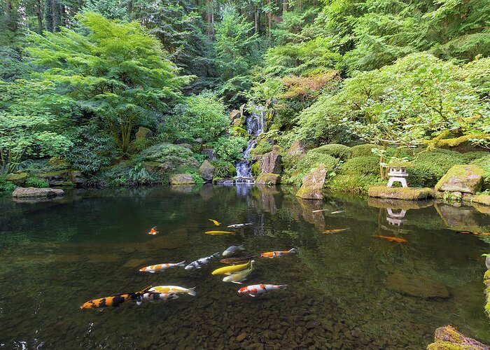 Waterfall Greeting Card featuring the photograph Koi Fish in Waterfall Pond at Japanese Garden by David Gn
