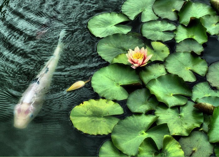 Koi Greeting Card featuring the photograph Koi-ly loitering by Cate Franklyn