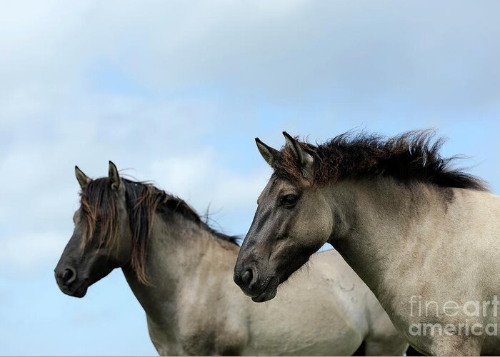 Konik Greeting Card featuring the photograph Konik Stallion and Mare by Carien Schippers