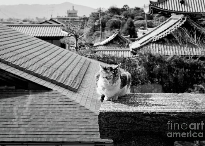 Animals Greeting Card featuring the photograph Kyoto Kat by Dean Harte