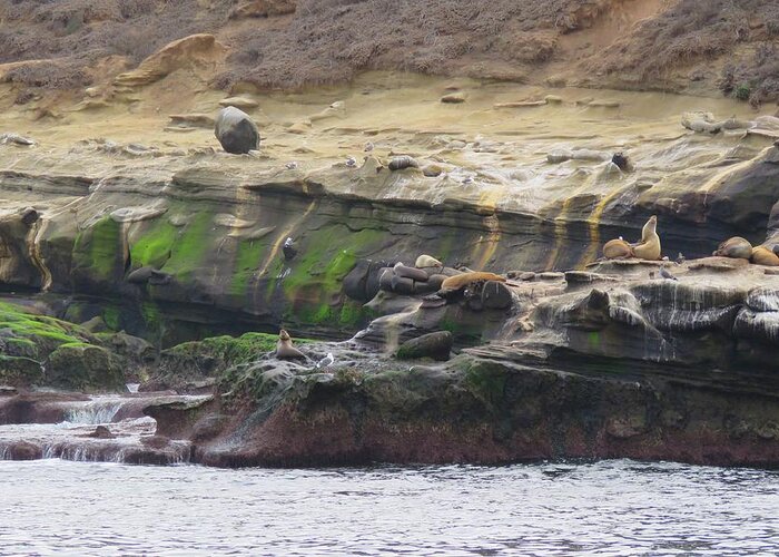 La Jolla Cove Greeting Card featuring the photograph La Jolla Sea Lions by Keith Stokes