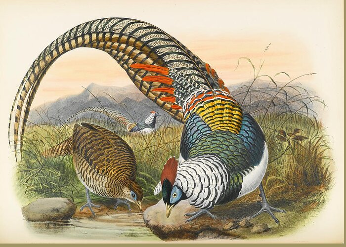 Joseph Wolf Greeting Card featuring the drawing Lady Amherst's pheasant. Chrysolophus amherstiae by Joseph Wolf