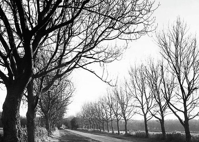 Natureonly Greeting Card featuring the photograph Lady Anne's Drive, Holkham by John Edwards