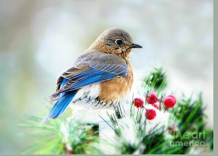 Bluebird Greeting Card featuring the photograph Lady Bluebird by Tina LeCour