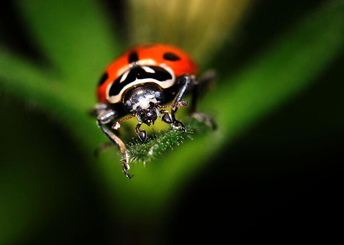 Lady Bug Greeting Card featuring the photograph Lady Bug 2 by Darcy Dietrich