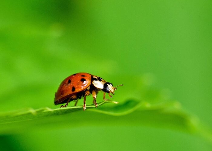 Wall Art Greeting Card featuring the photograph Lady Bug by Jeffrey PERKINS