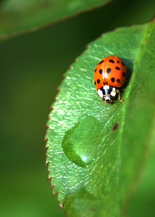 Ladybird Greeting Card featuring the photograph Ladybird by Chris Day