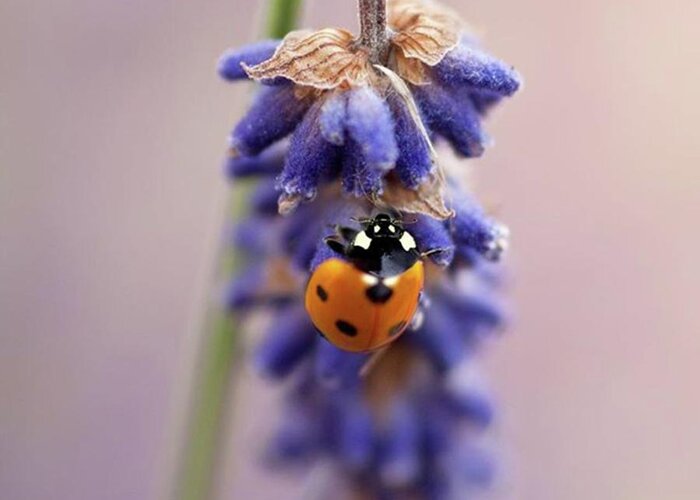 Ladybug Greeting Card featuring the photograph Ladybird On Norfolk Lavender 
#norfolk by John Edwards