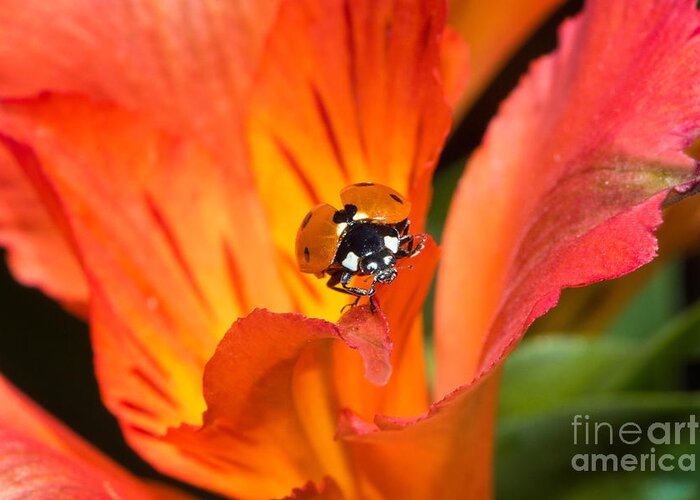 Ladybug Greeting Card featuring the photograph Ladybug About To Fly by Mimi Ditchie