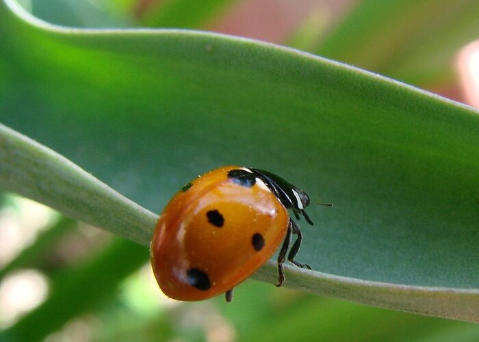 Ladybug Greeting Card featuring the photograph Ladybug by Liz Vernand