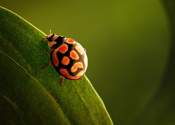 Ladybug Greeting Card featuring the photograph Ladybug on green leaf by Johan Swanepoel
