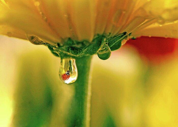 Water Drops Greeting Card featuring the photograph Ladybug View by Laura Mountainspring