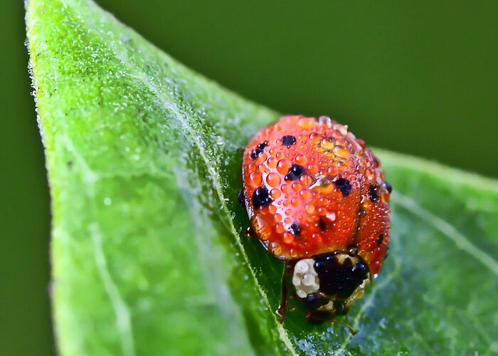 Ladybug Greeting Card featuring the photograph Ladybug with Dew Drops by Kerri Farley
