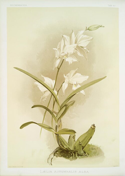 Botany Greeting Card featuring the photograph Laelia Autumnalis Alba by Ricky Barnard